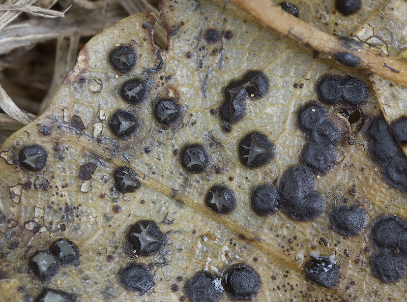 Coccomyces coronatus